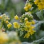 霜のついた菜の花