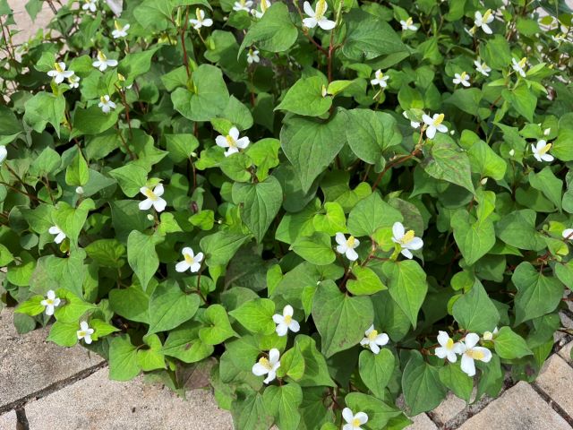 植え込みに花の咲いたどくだみが茂っている