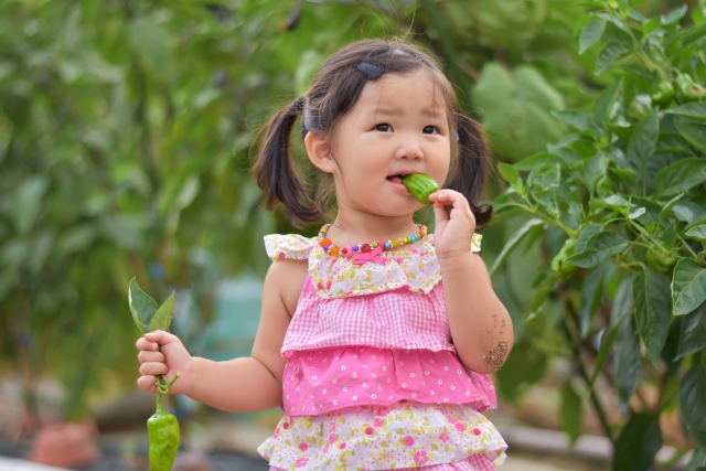 採れたてのピーマンを食べる子ども