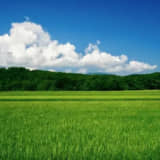 田んぼの風景