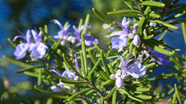 ローズマリーの花