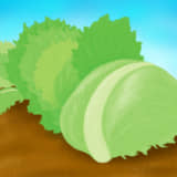 レタス栽培のイラスト