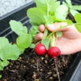 ラディッシュの収穫
