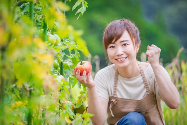 トマトを収穫する女性