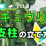 キュウリ支柱の立て方