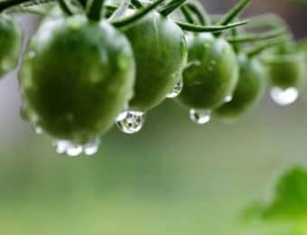 雨に濡れるトマト