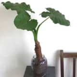 水耕栽培にしたクワズイモ