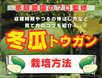 【家庭菜園のプロ監修】トウガン（冬瓜）の栽培方法｜収穫時期やつるの伸ばし方など育て方のコツを紹介！