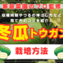 【家庭菜園のプロ監修】トウガン（冬瓜）の栽培方法｜収穫時期やつるの伸ばし方など育て方のコツを紹介！