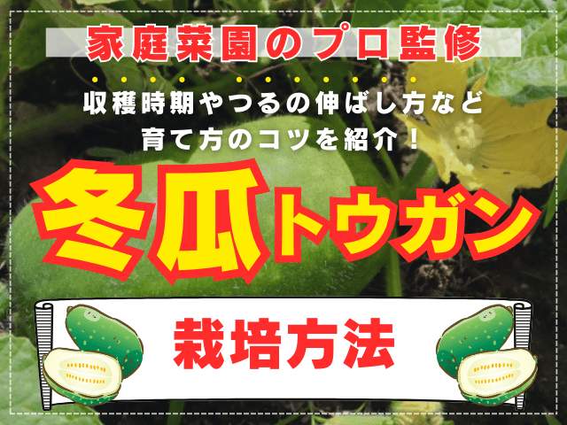 【家庭菜園のプロ監修】トウガン（冬瓜）の栽培方法｜収穫時期やつるの伸ばし方など育て方のコツを紹介！
