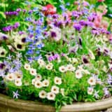 夏の寄せ植え