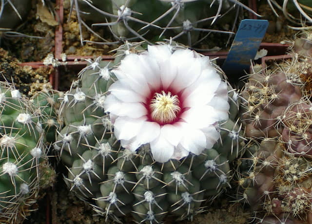 ギムノカリキウムの育て方｜「緋牡丹錦」や「新天地」などの人気種や