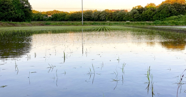 水田