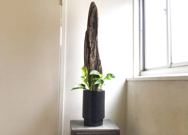 ポトスを支柱仕立てする方法｜100均グッズで自作するポトスタワー！プロ直伝のおしゃれなとっておきアイデアも ｜ AGRI PICK