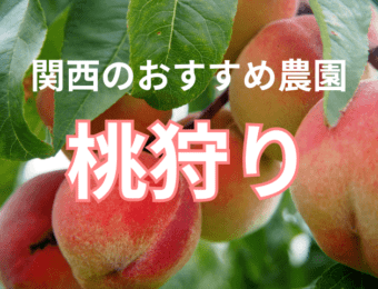 関西のおすすめ桃狩り農園