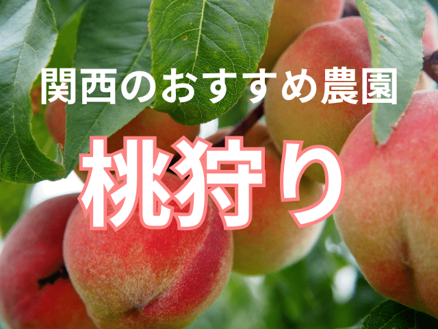 関西のおすすめ桃狩り農園