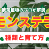 観葉植物のプロが解説モンステラの種類と育て方
