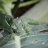 アオムシの食害