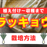 【家庭菜園のプロ監修】ラッキョウの上手な栽培方法｜プランターでも育ててみよう！