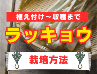 【家庭菜園のプロ監修】ラッキョウの上手な栽培方法｜プランターでも育ててみよう！