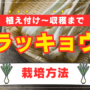 【家庭菜園のプロ監修】ラッキョウの上手な栽培方法｜プランターでも育ててみよう！