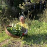 フキを採る女性