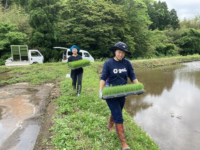 田植えの準備