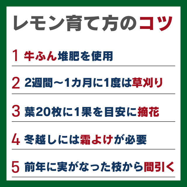 レモン育て方のコツ
