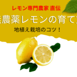レモン農家直伝無農薬レモンの育て方・地植え栽培のコツ！