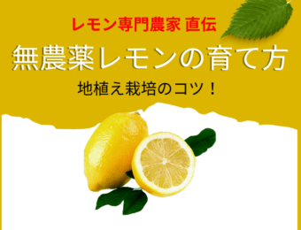 レモン農家直伝無農薬レモンの育て方・地植え栽培のコツ！