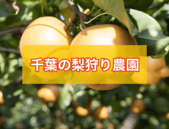千葉の梨狩り農園
