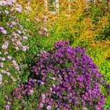紫の花が咲く庭