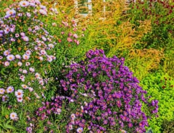 紫の花が咲く庭