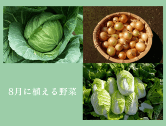 8月に植える野菜