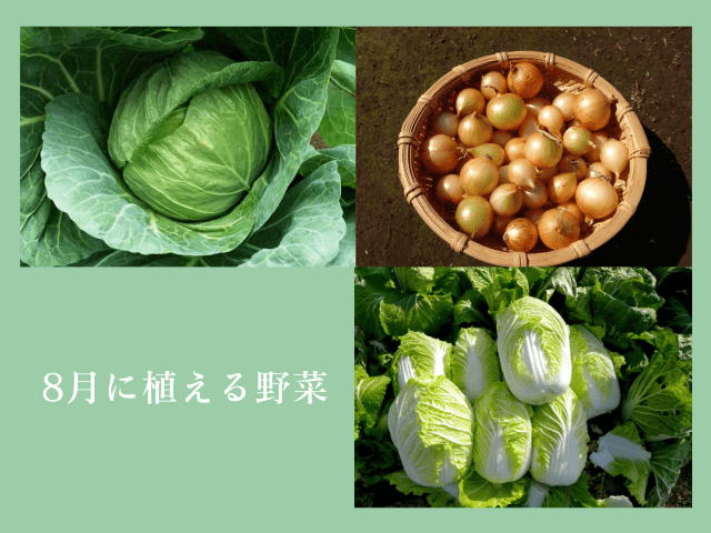 8月に植える野菜