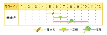 モロヘイヤのプランター栽培カレンダー