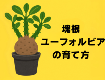 塊根ユーフォルビアの育て方