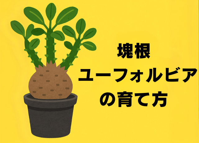 塊根ユーフォルビアの育て方｜多肉植物に詳しい園芸家が「蓬莱島」「飛