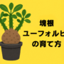 塊根ユーフォルビアの育て方