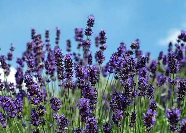 アイデア満載！花畑を超えたラベンダー畑からの発信力｜アメリカ生活