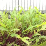 ミズナのプランター栽培