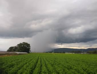 雨　畑