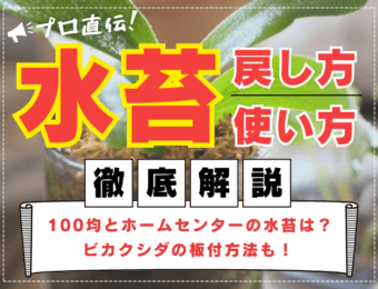 【プロ直伝】水苔の戻し方や使い方を徹底解説