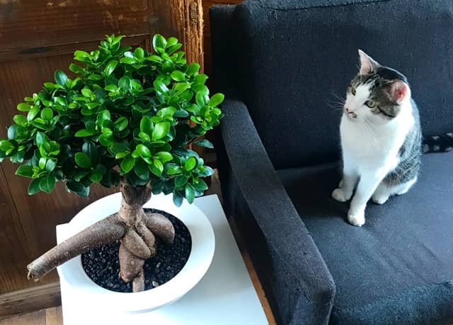 ガジュマルの育て方｜剪定・植え替え・増やし方から水やりのコツまで