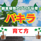 パキラ育て方