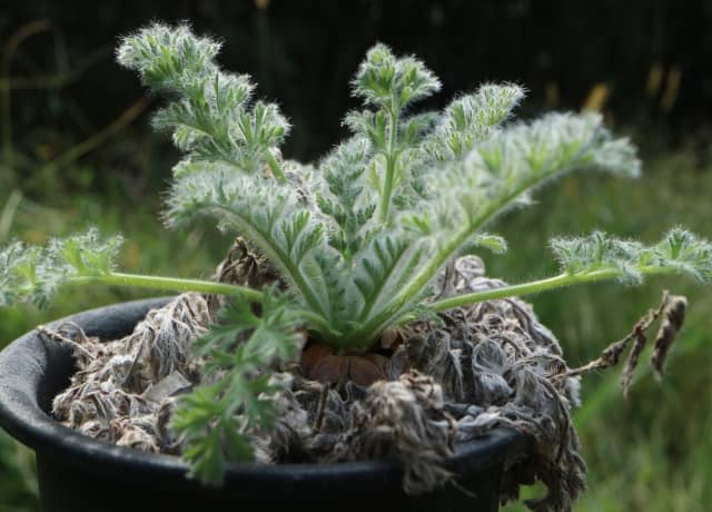 灌木】ペラルゴニウム ヒルツム 種子10粒【冬型多肉】