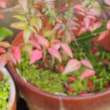 ナンテンの鉢植え