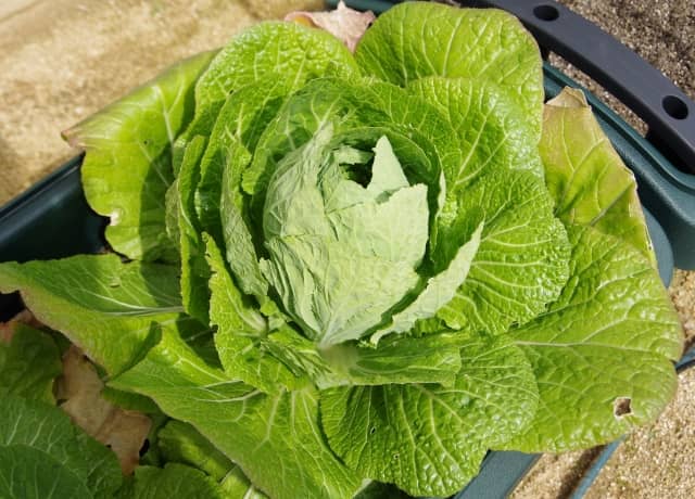 ハクサイをプランターで栽培しよう！家庭菜園初心者でも成功する育て方を野菜栽培家が伝授｜農業・ガーデニング・園芸・家庭菜園マガジン[AGRI PICK]
