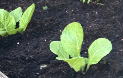 ハクサイの植え付け