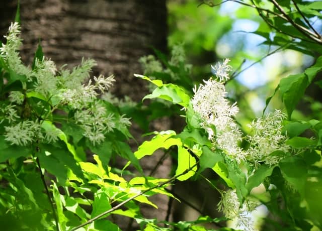 アオダモの木は庭木やシンボルツリーにおすすめ!花や紅葉の時期・剪定方法・育て方などプロがアドバイス|農業・ガーデニング・園芸・家庭菜園マガジン ...